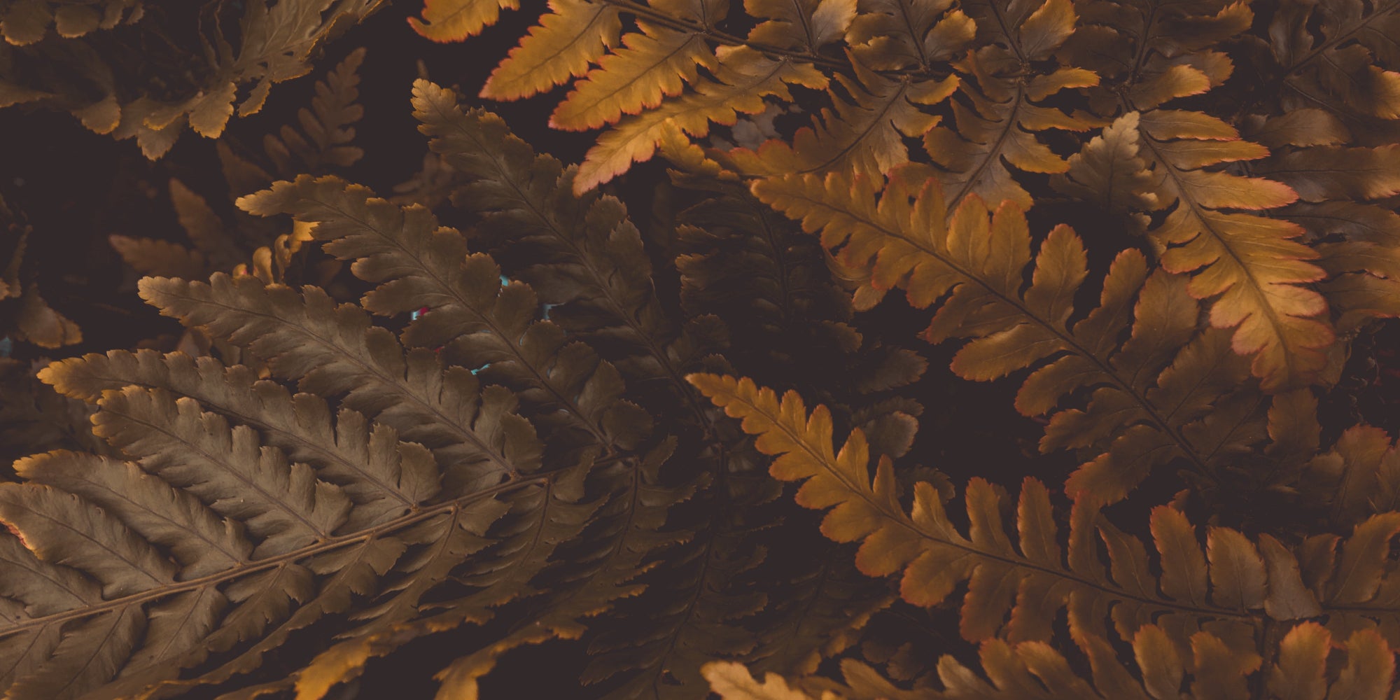 warm-colored-autumn-leaves